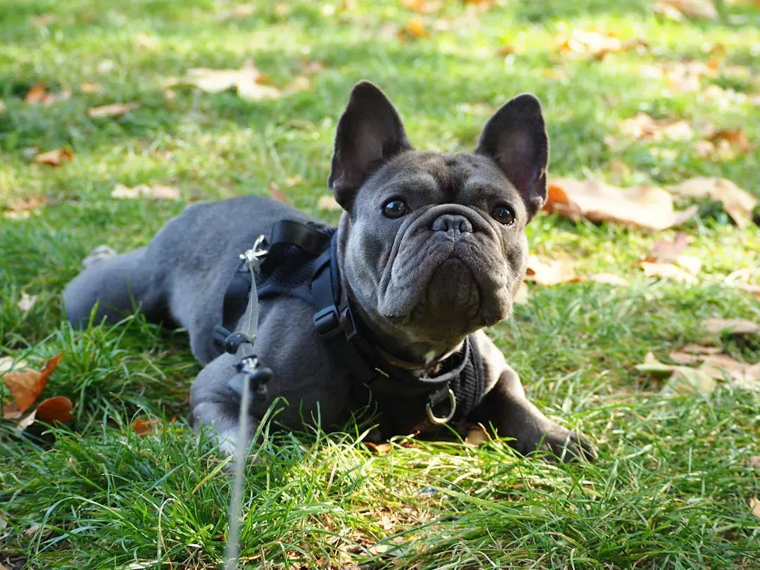 Why Some Dogs Seem More Stubborn Than Others (Image Credits: Unsplash)