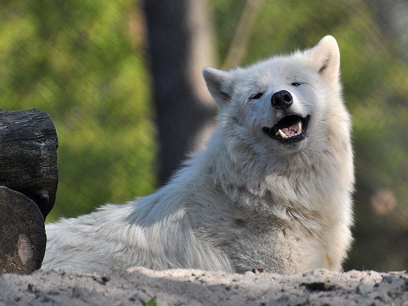 The Muscle Fiber Mystery (Image Credits: Flickr)