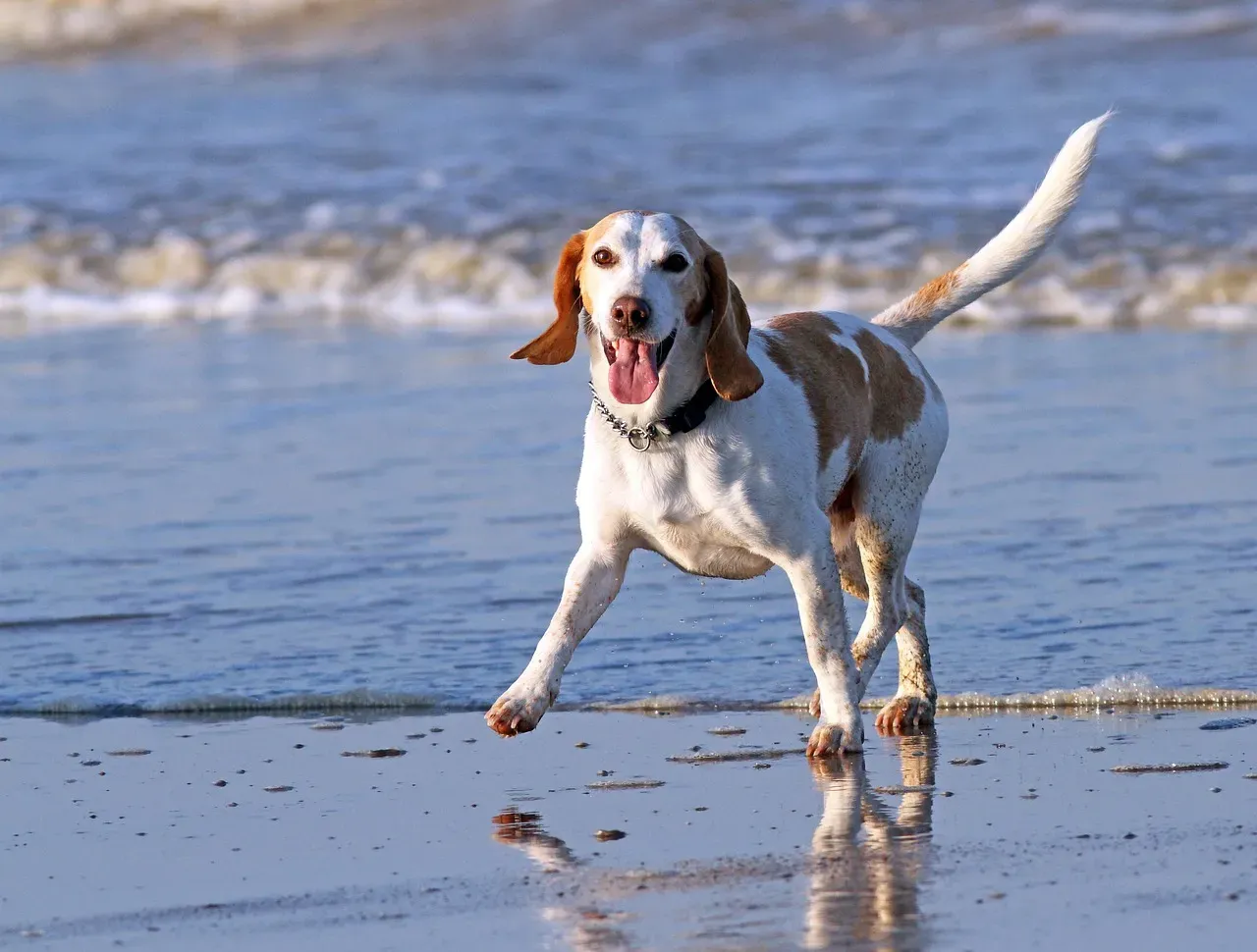 Beagle: The Wagging Ambassador (Image Credits: Pixabay)