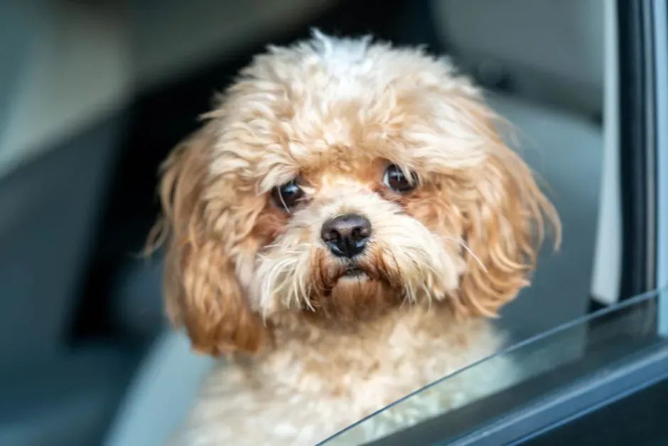 The Quiet Whine That Builds in the Car (Image Credits: Pexels)
