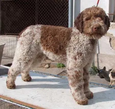 12. Lagotto Romagnolo: Italy's Truffle Hunter (CC BY-SA 3.0)