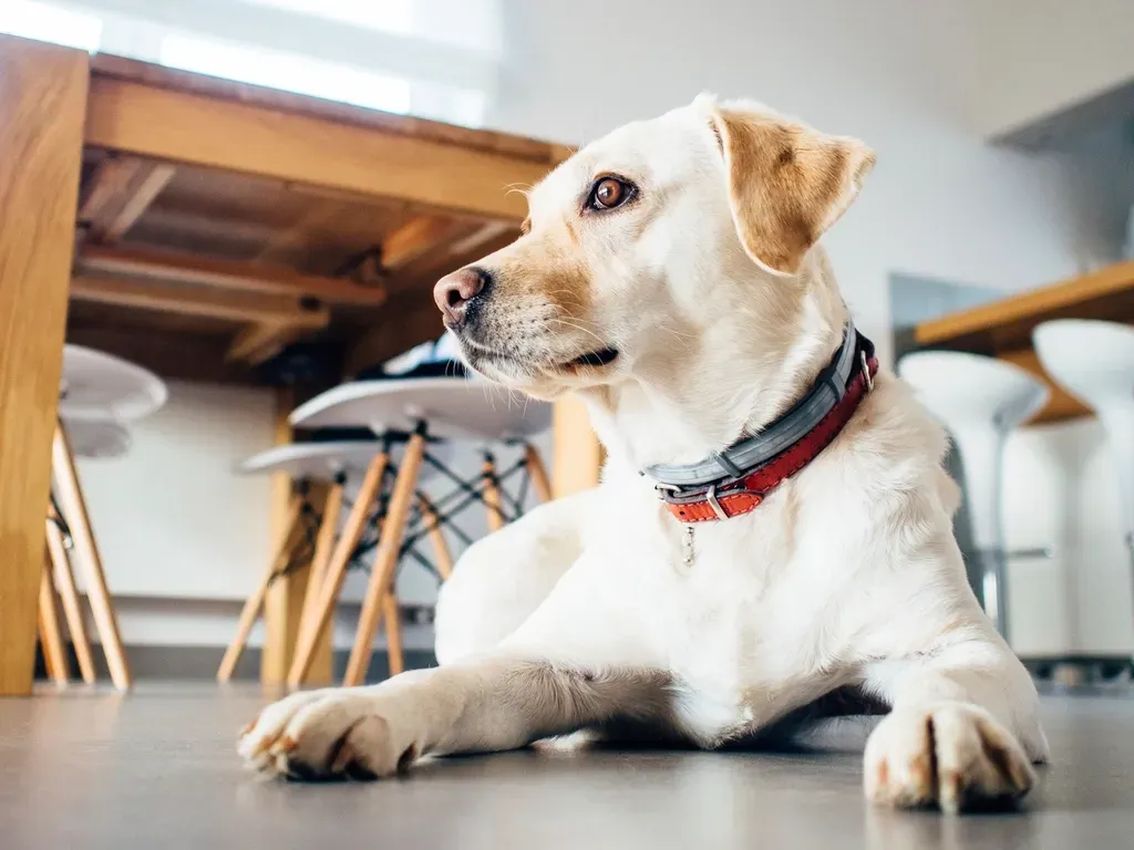 From Isolation to Interaction: Dogs as Social Bridges (Image Credits: Rawpixel)