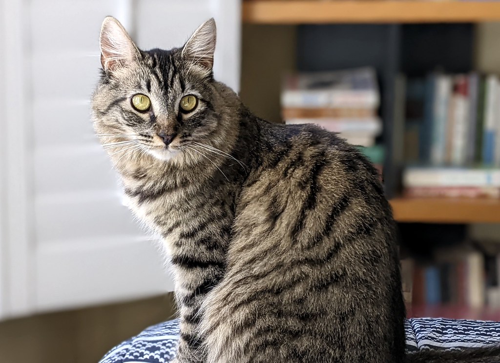 How to Speak Cat Through Your Own Eyes (Image Credits: Flickr)