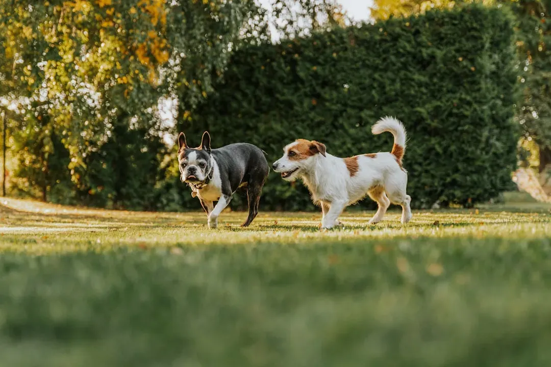 Boston Terrier: The Polite Player (Image Credits: Unsplash)