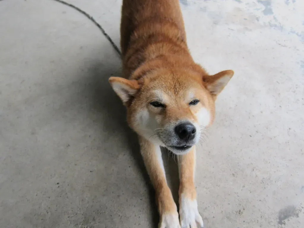 Shiba Inus: Independent Thinkers Who Follow Their Own Rules (Image Credits: Flickr)