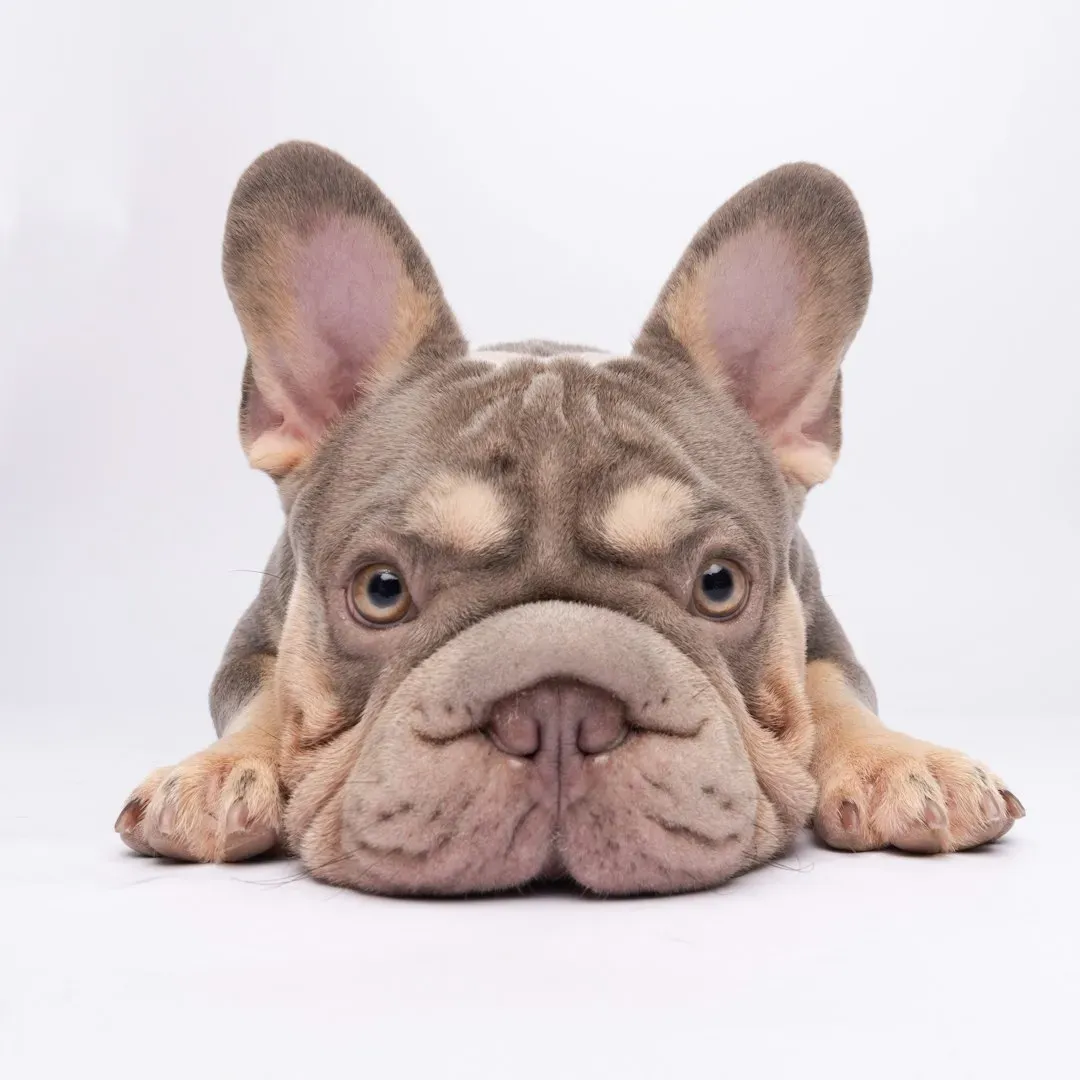 The Truth About Wrinkle Care: Your Frenchie's Most Important Daily Ritual (Image Credits: Unsplash)