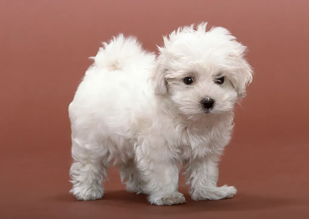 Bichon Frise: The Cheerful Cloud for Smaller Homes and Softer Schedules (Image Credits: Rawpixel)