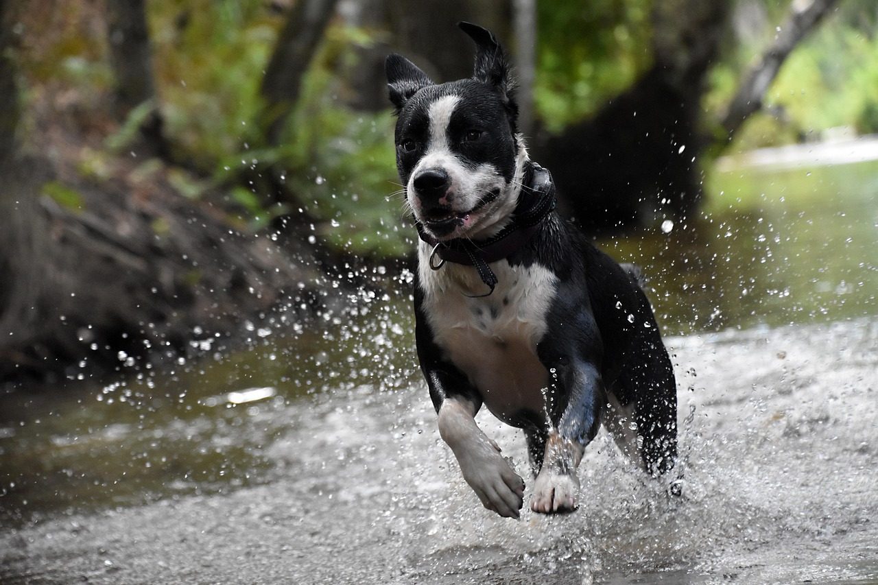 Some Dogs Jump to Assert Control (Image Credits: Pixabay)