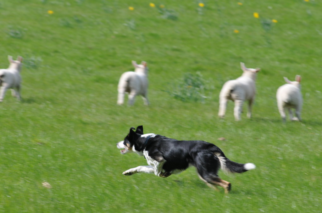 Genetic Programming: When Instincts Override Training (Image Credits: Flickr)