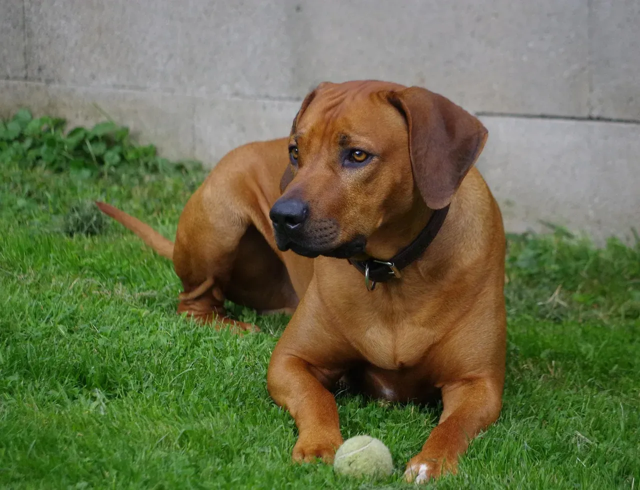 Rhodesian Ridgeback: The Independent Thinker (Image Credits: Pixabay)