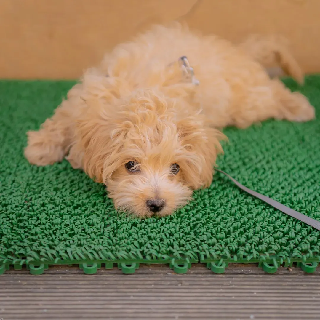 Practical Home Changes That Can Help Your Senior Dog Right Now (Image Credits: Unsplash)