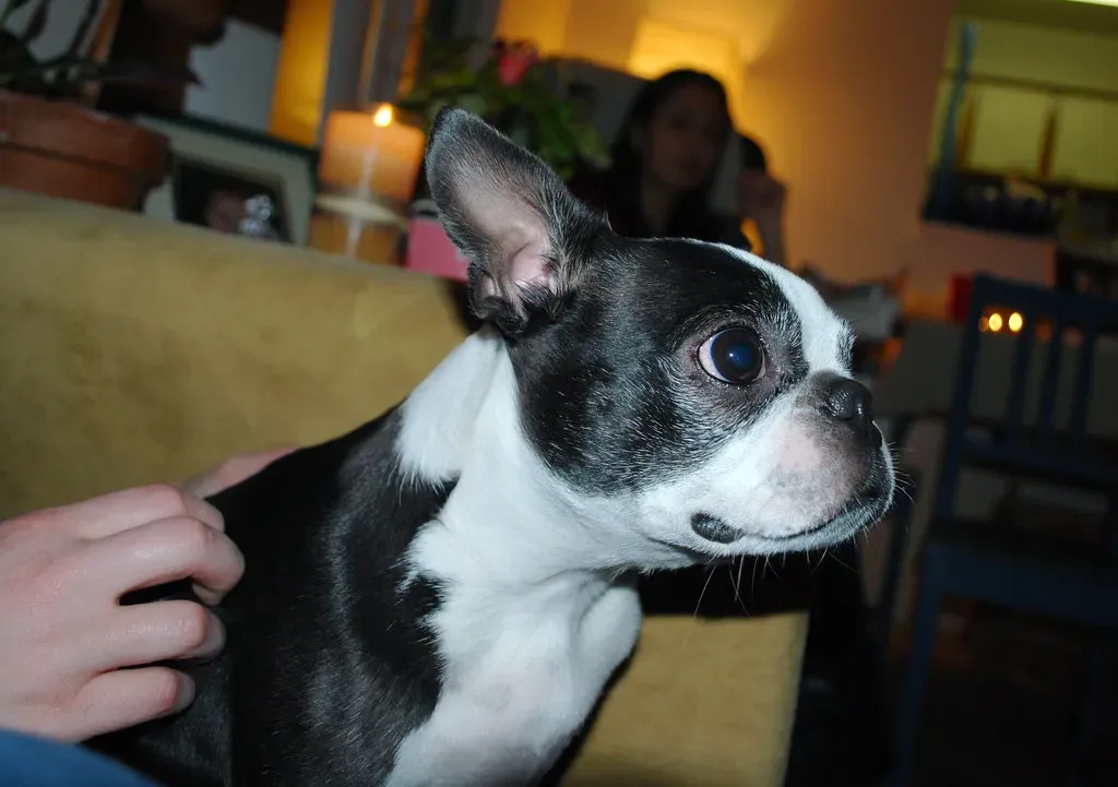 They Develop Heightened Sensitivity to Health Changes (Image Credits: Flickr)