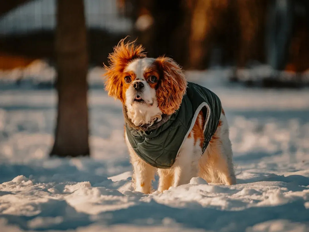 Cavalier King Charles Spaniel: The Gentle Cuddle Expert (Image Credits: Unsplash)