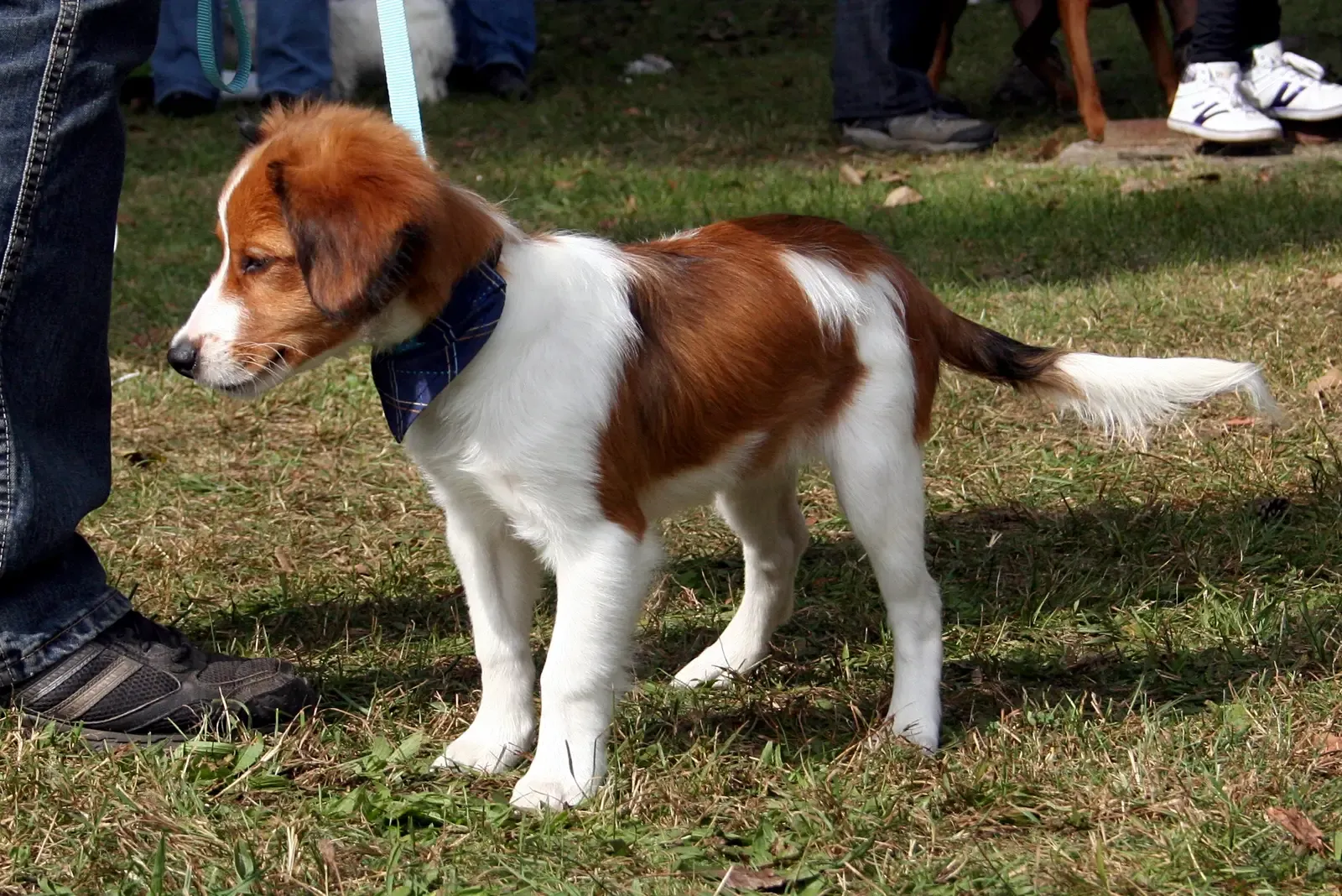 10. Kooikerhondje: The Dutch Duck Dog (By Pleple2000, CC BY-SA 3.0)