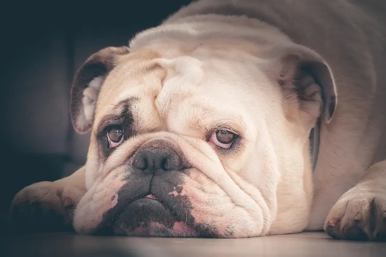 Bulldog: The Breathing Struggle Is Real (Image Credits: Pixabay)