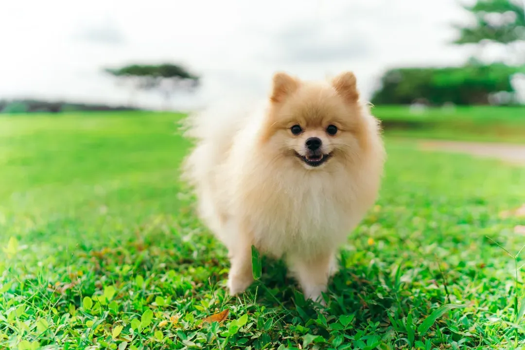 8. Pomeranian: The Fluffy Attention Seeker (Image Credits: Unsplash)