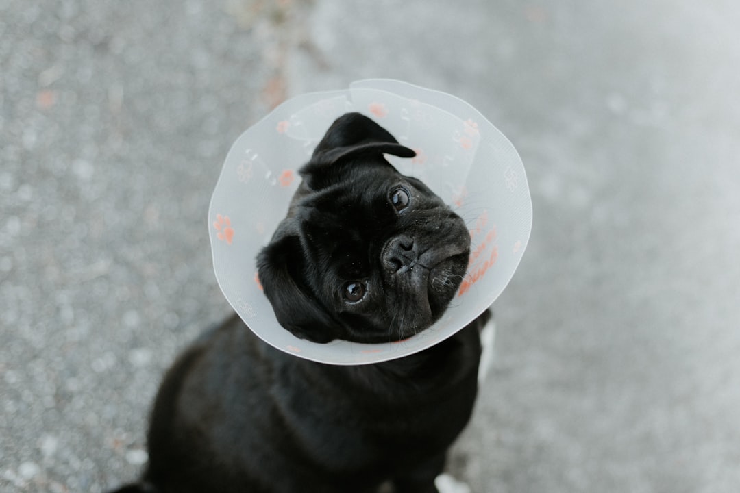 Some Dogs May Have Medical Reasons (Image Credits: Unsplash)