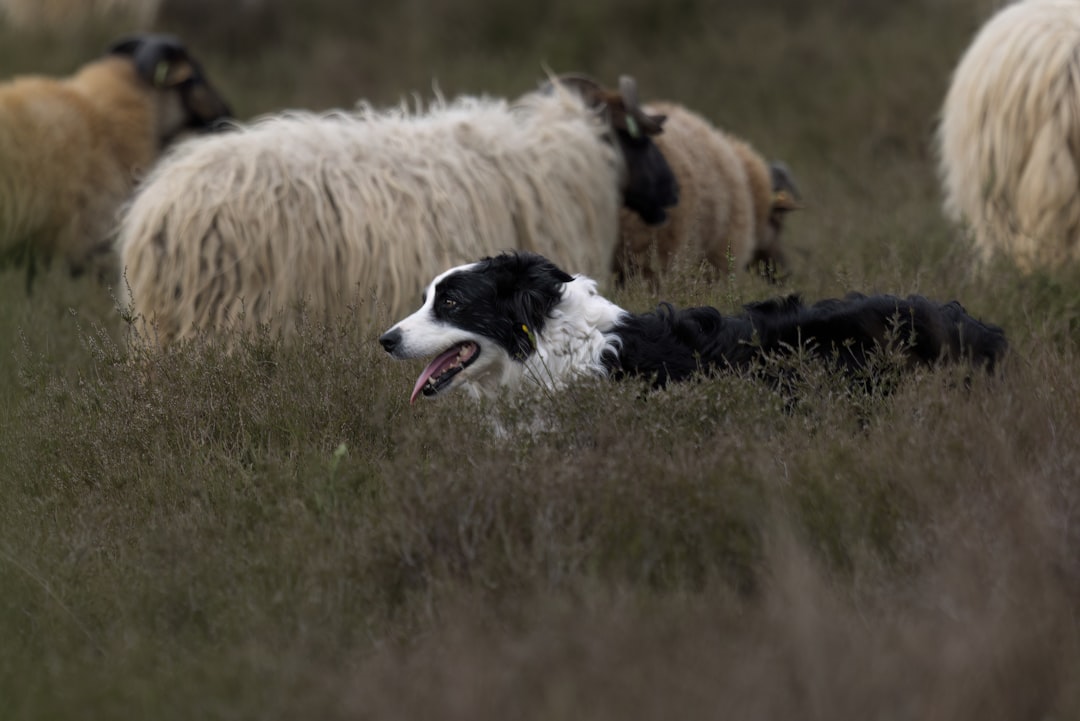 Bred for Purpose, Not Pampering (Image Credits: Unsplash)