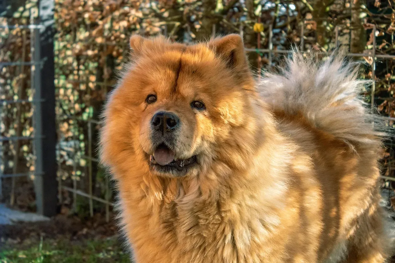 9. Chow Chow (Image Credits: Pixabay)