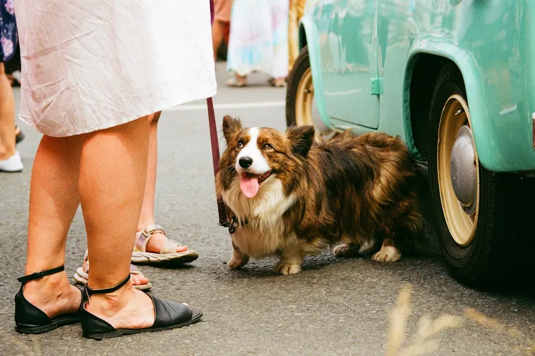 12. Pembroke Welsh Corgi - The Devoted Little Herder (Image Credits: Unsplash)
