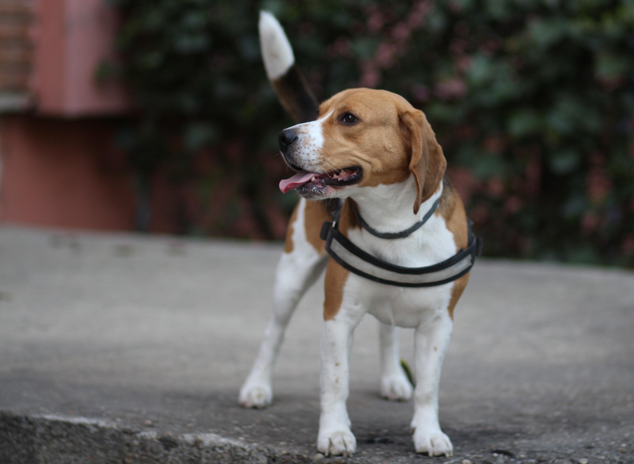 Gemini: The Sociable Beagle (Image Credits: Pixabay)