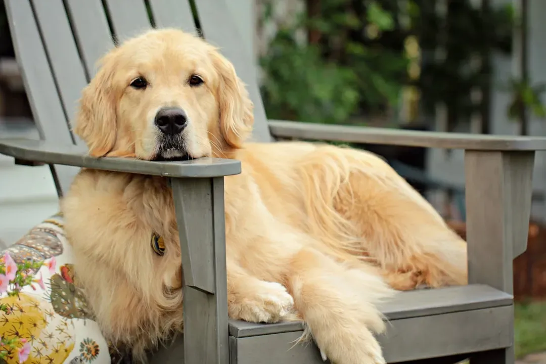1. Golden Retriever: The Gold Standard of Comfort (Image Credits: Unsplash)