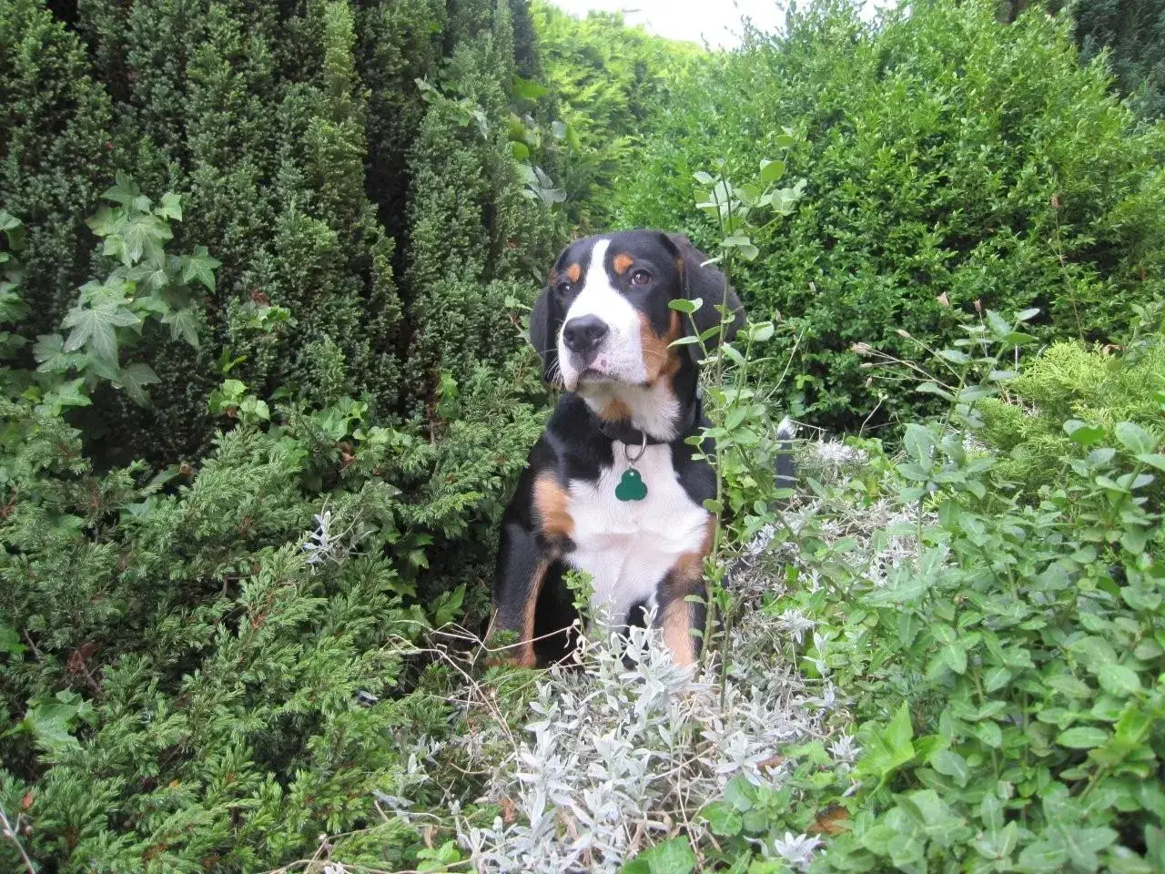 17. Greater Swiss Mountain Dog (By GSS2010, CC BY-SA 3.0)