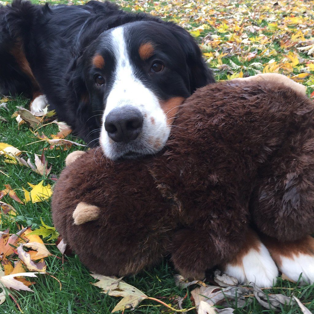 Toy Gifts Are Acts of Love (Image Credits: Flickr)