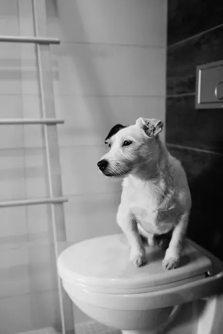 #5 - They Signal Bathroom Needs Calmly (Image Credits: Pexels)