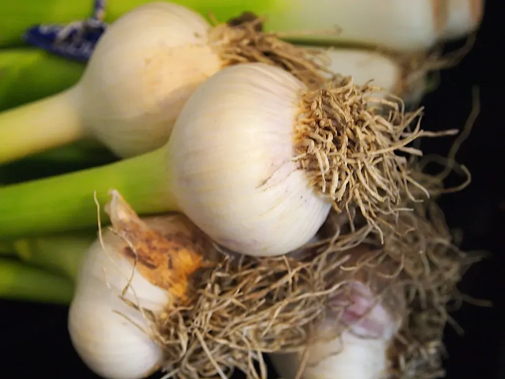 Onions and Garlic: Kitchen Staples That Destroy Red Blood Cells (Image Credits: Flickr)
