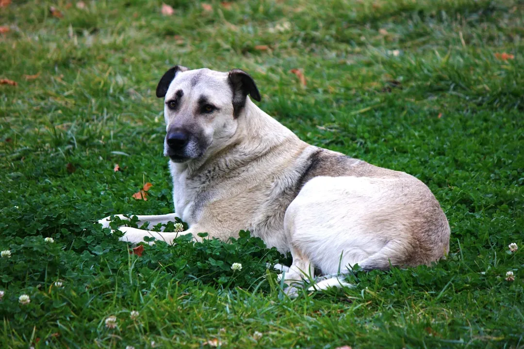 Kangal: The Undisputed Champion of Bite Force (Image Credits: Unsplash)