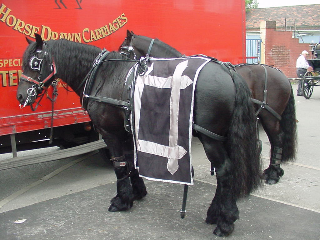 Friesian: The Black Beauty (Image Credits: Wikimedia)