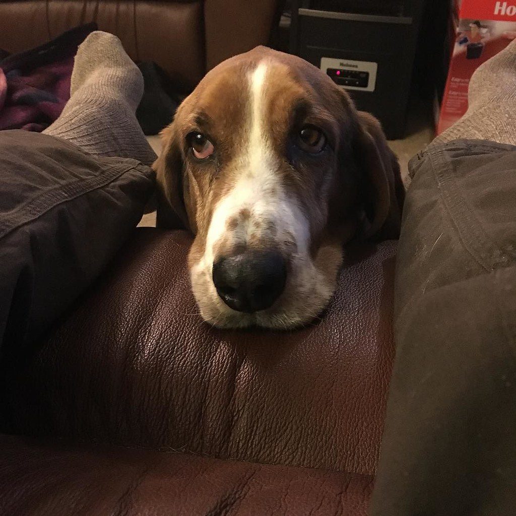 9. Giving In to Demanding Behaviors (Image Credits: Flickr)