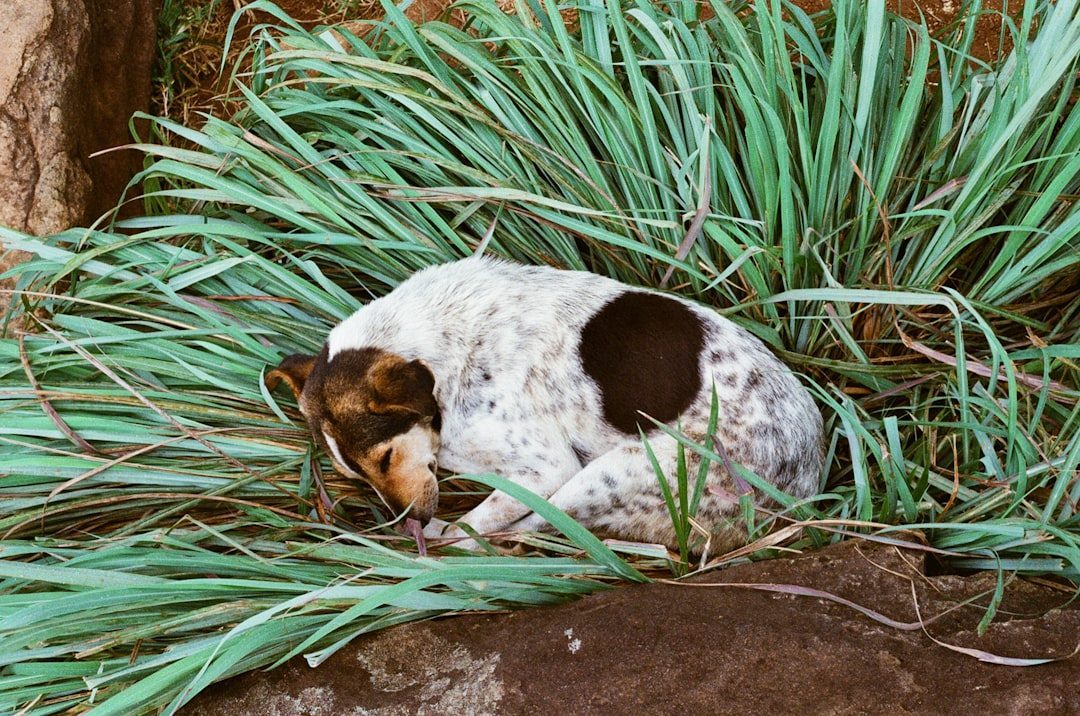 Creating the Perfect Nest (Image Credits: Unsplash)