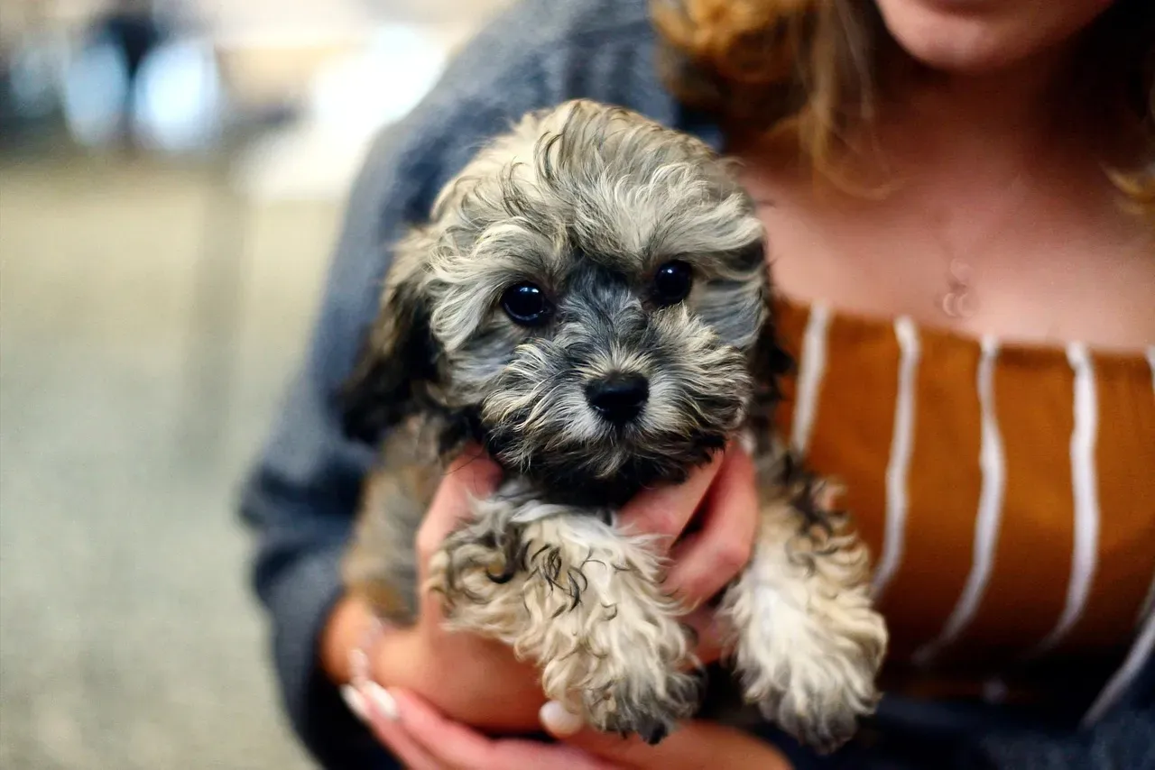 #13 - Some Dogs Deliberately Hold Their Bladder Until Pickup (Image Credits: Pixabay)