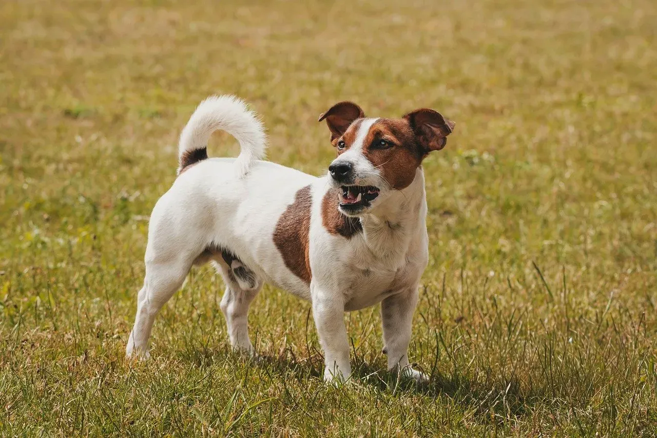 Jack Russell Terrier – The Energetic Trickster (Image Credits: Pixabay)