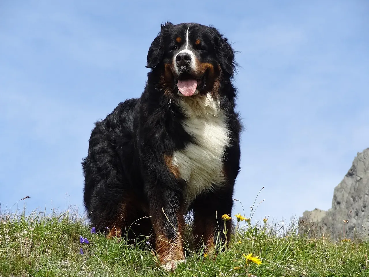 Bernese Mountain Dog – The Gentle Giant (Image Credits: Pixabay)