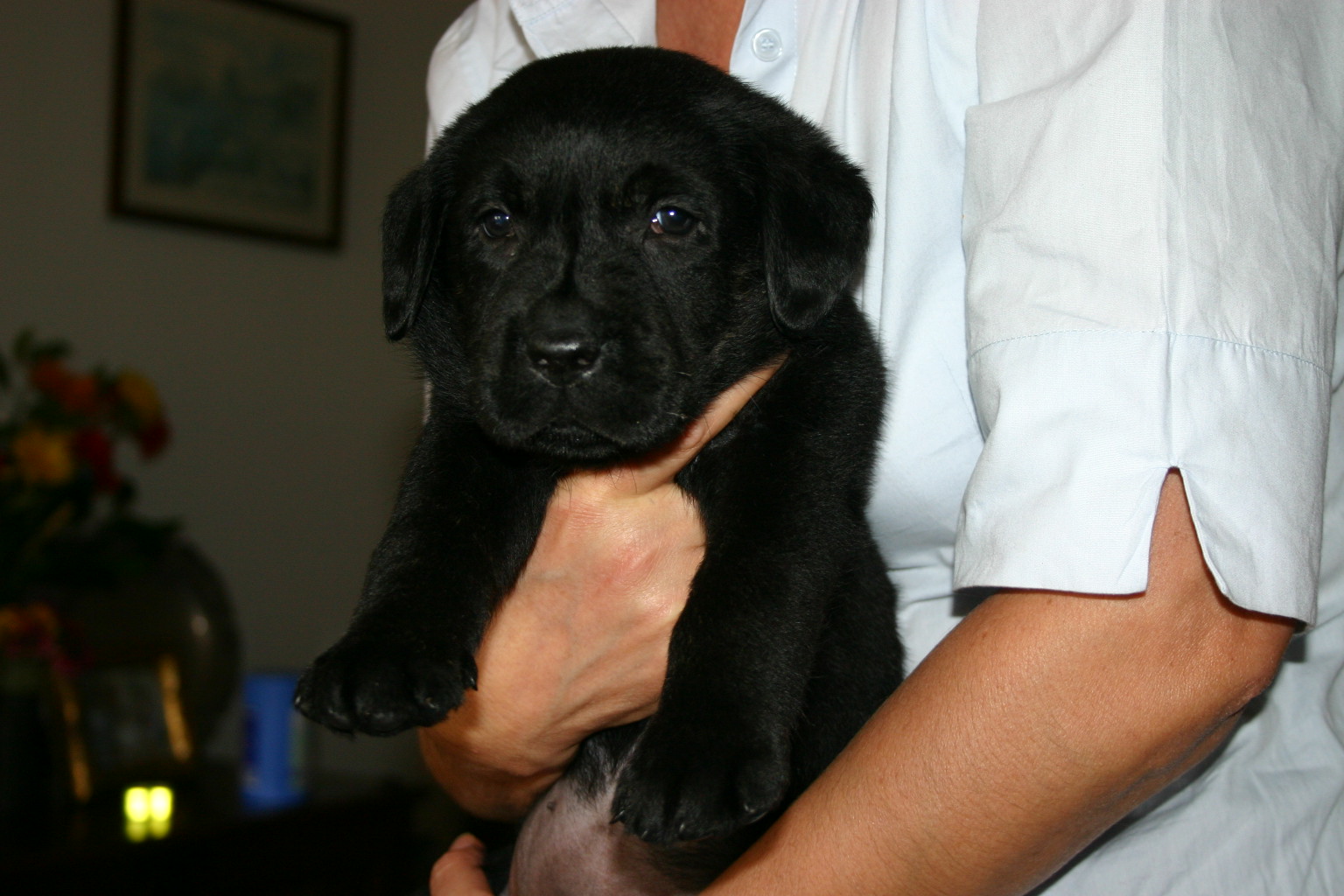 Why Labs Excel Above Other Breeds (Image Credits: Wikimedia)