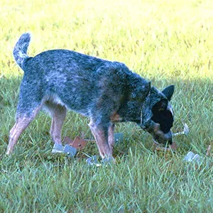 2. Introduce Nose Work and Scent Games Indoors (Transferred from en.wikipedia to Commons by Micki using CommonsHelper., CC BY-SA 3.0)