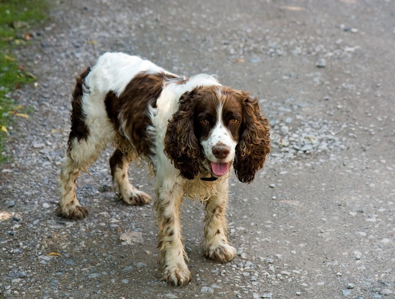 English Springer Spaniel: The Eager Pleaser (Image Credits: Pixabay)