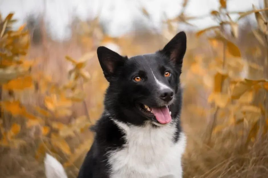 1. Karelian Bear Dog: The Gold Standard of Bear Deterrence (Image Credits: Pexels)
