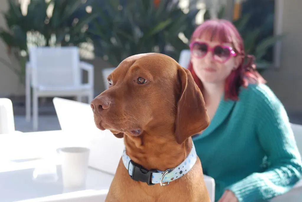 6. Vizsla: The Velcro Dog You Didn't Know You Needed (synthsis, Flickr, CC BY 2.0)