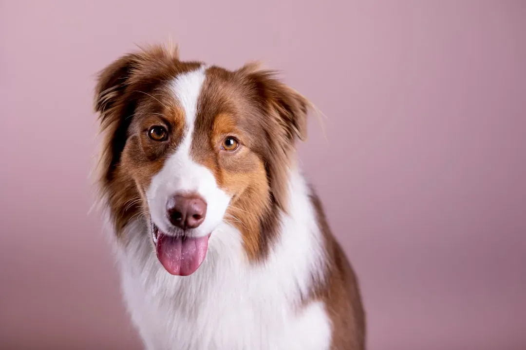 #6 Virgo (August 23 – September 22): Australian Shepherd (Image Credits: Unsplash)