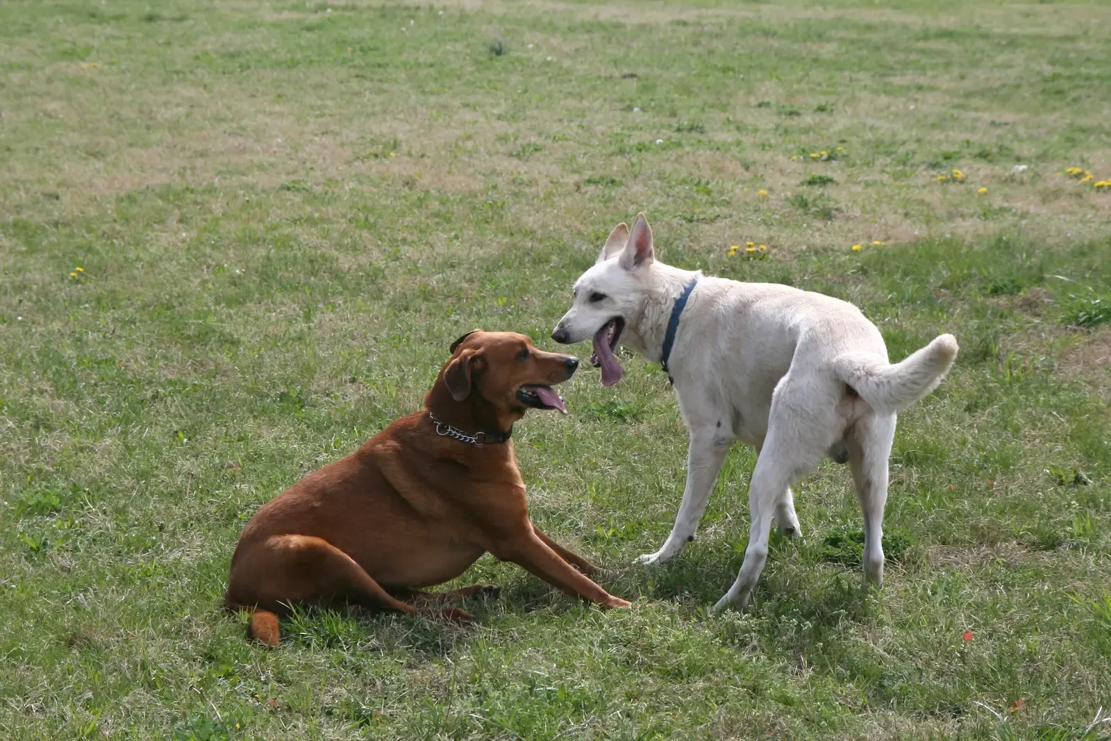 Labrador Retrievers: The Surprising Social Butterflies (Image Credits: Wikimedia)