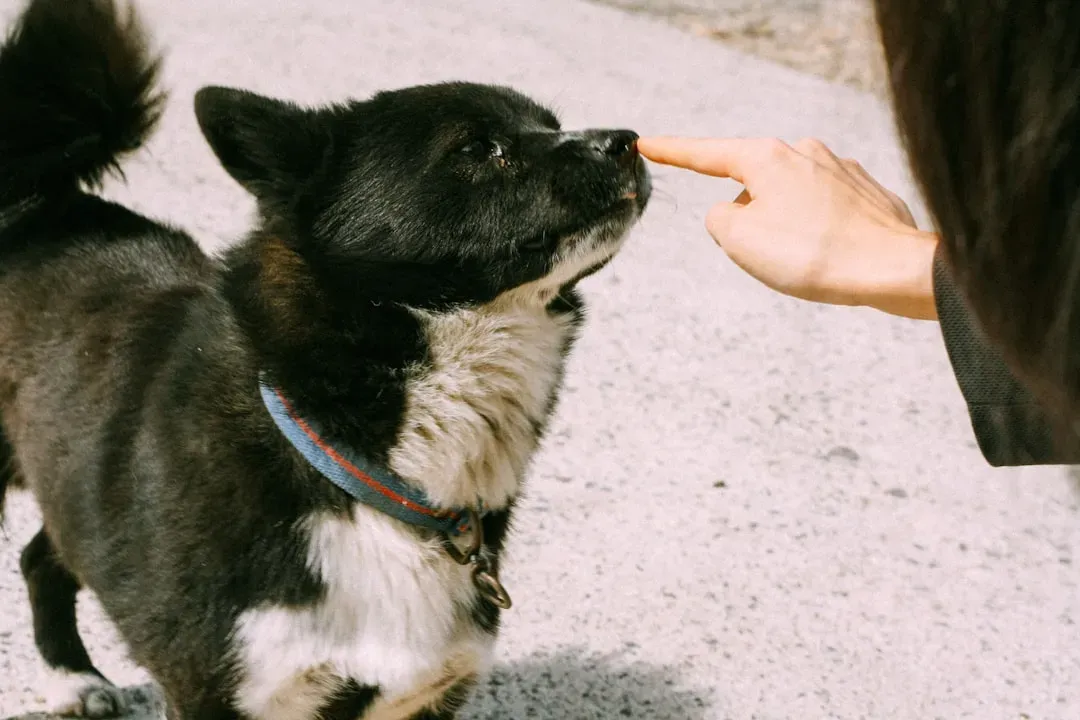 Your Dog Can Smell Your Emotions (And They're Not Fooled) (Image Credits: Unsplash)