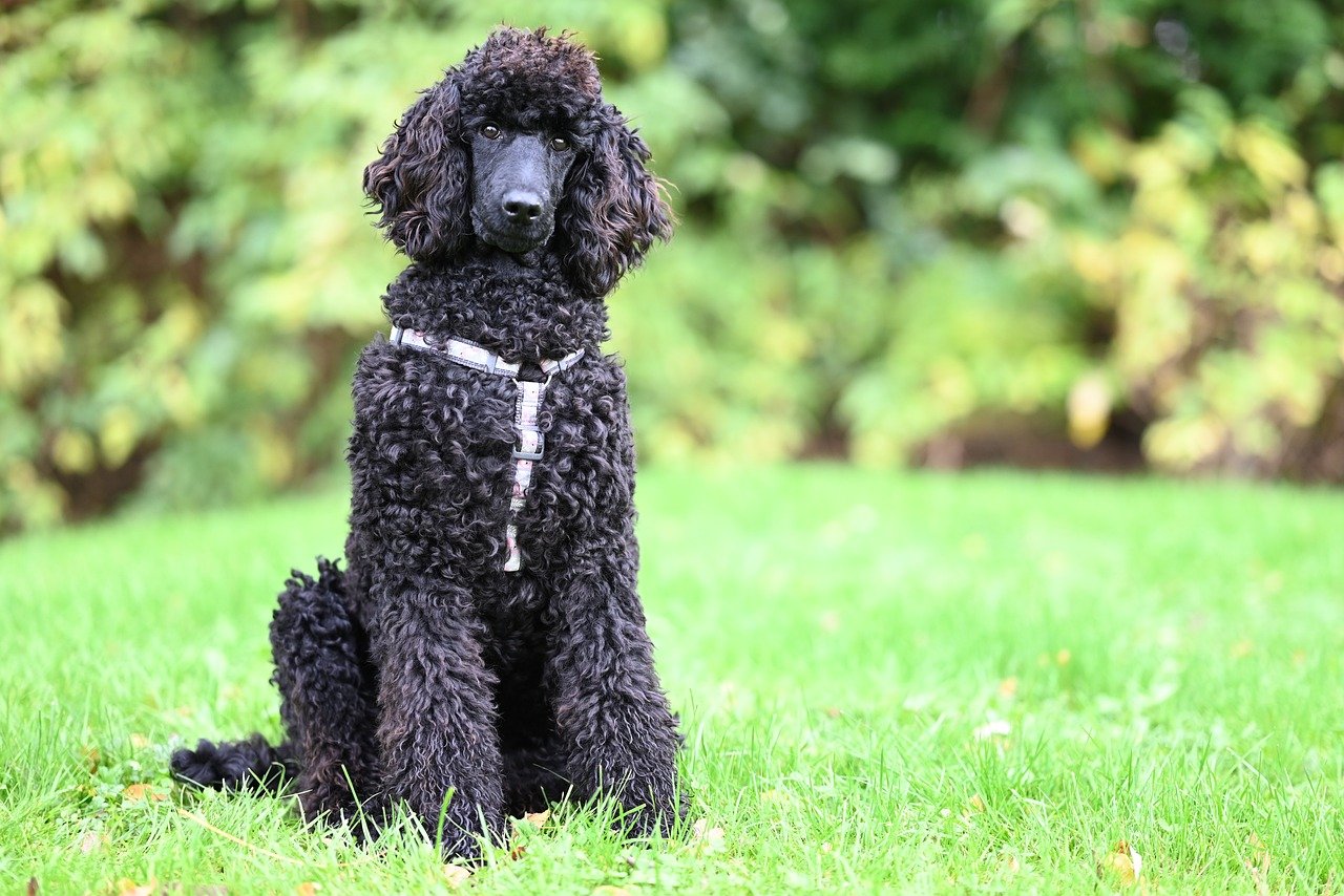 Portuguese Water Dog (Image Credits: Pixabay)