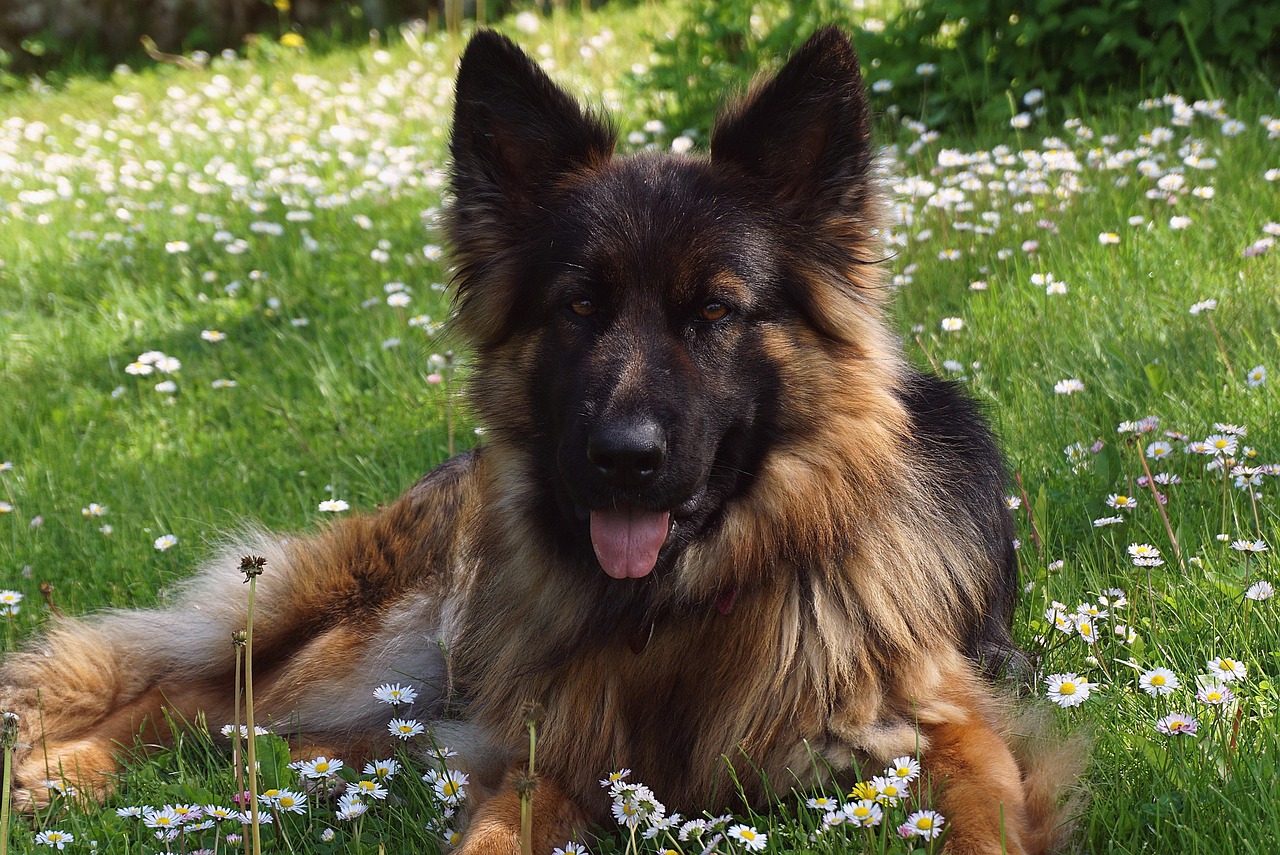 German Shepherd - The Reliable Workaholic (Image Credits: Pixabay)