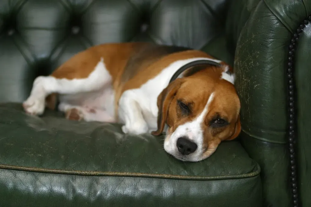 1. Basset Hound: The Nap Champion Who Barely Notices You're Gone (Image Credits: Rawpixel)