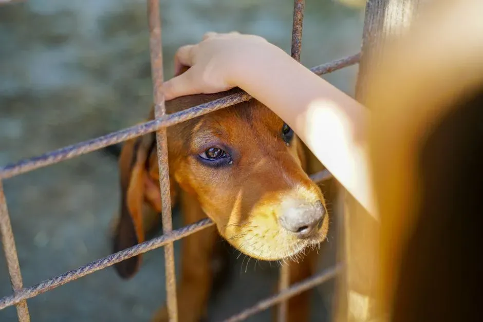 #1 - Your Energy Before You Even Reach the Kennel (Image Credits: Pexels)