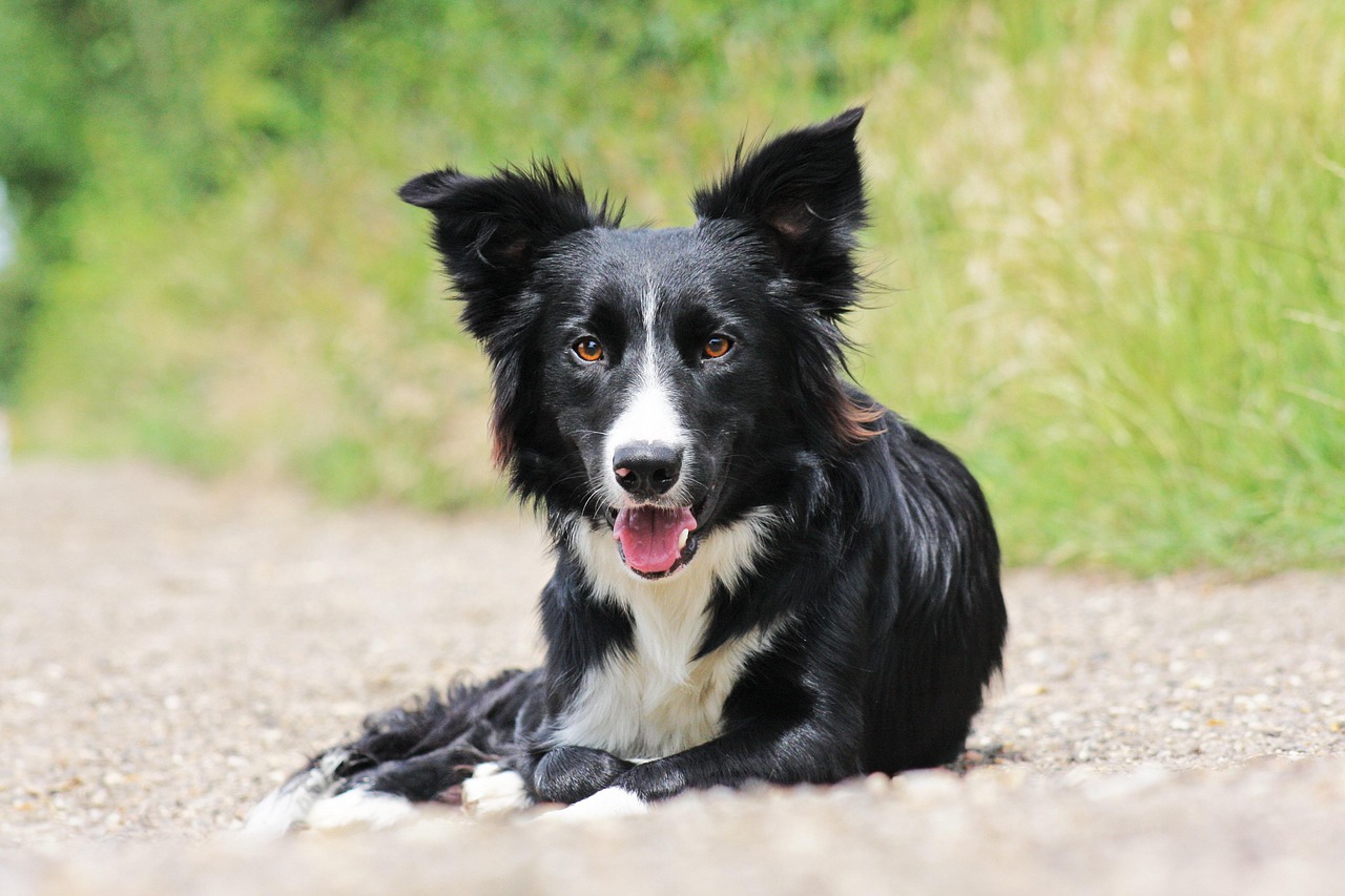 The Loyal Companion: Border Collie (Image Credits: Pixabay)